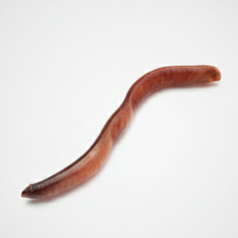 A curved reddish-brown pacay seed pod with a smooth, polished finish, shown on a plain white background.