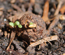 Seedball Tin