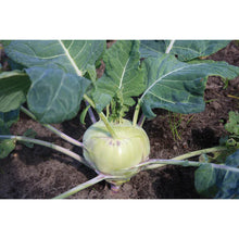 Vegetable Seeds - Organic/Demeter