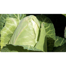 Vegetable Seeds - Organic/Demeter